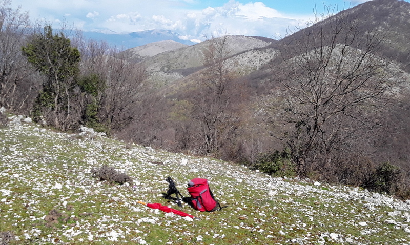 Ophrys montis-leonis sulla costa tirrenica laziale e sugli Aurunci  marzo 2024